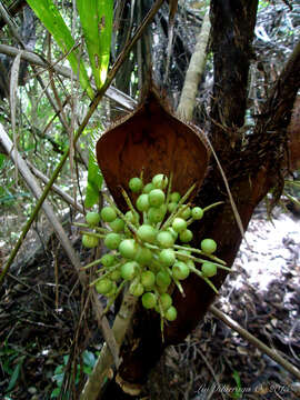 Image of Bactris setosa Mart.