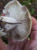 Image of Tricholoma arvernense Bon 1976