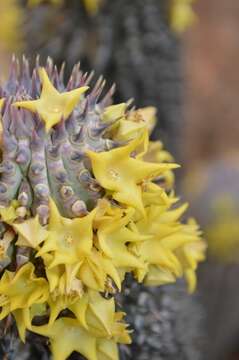 Image of Ceropegia alstonii (N. E. Br.) Bruyns