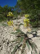 Image of Astragalus alopecuroides L.