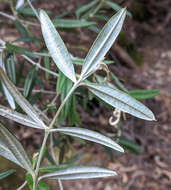 Image of Oxylobium arborescens R. Br.