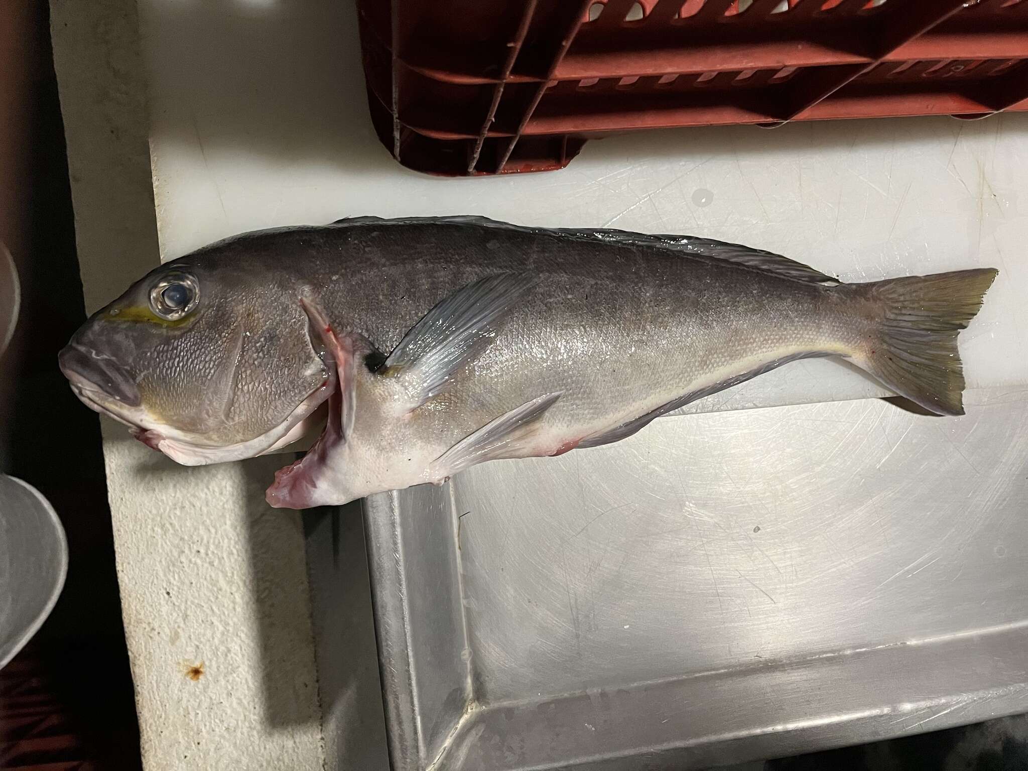 Image of Bighead tilefish