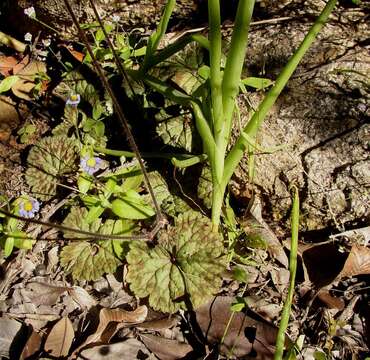 Image of Pelargonium barklyi S. Elliot