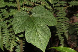 Plancia ëd Rubus moluccanus L.