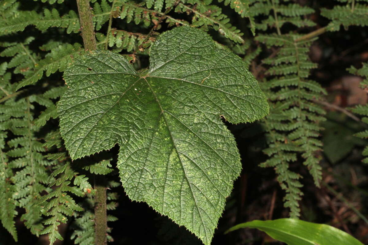 صورة Rubus moluccanus L.