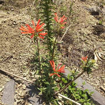 Plancia ëd Bouvardia tenuifolia Standl.