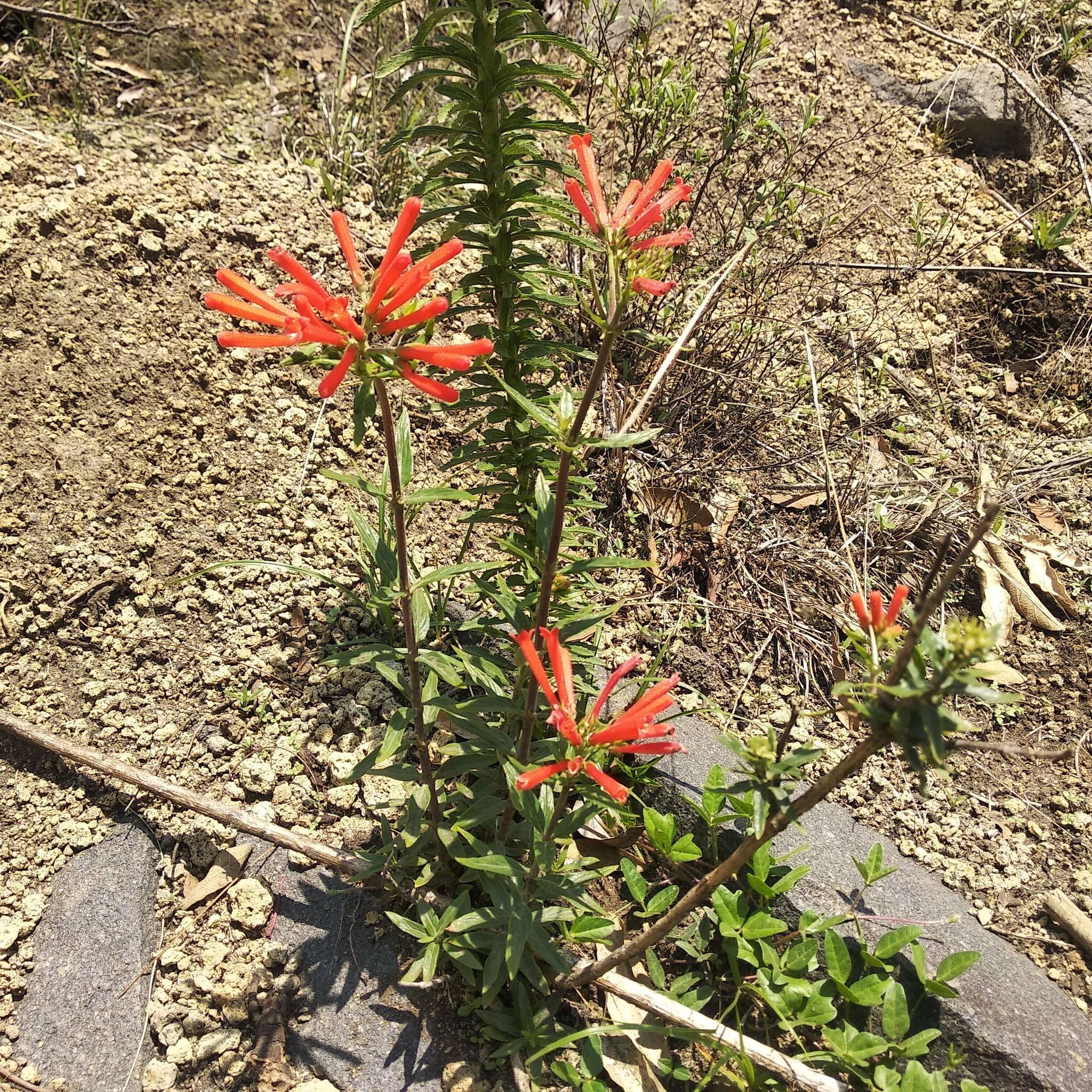 Imagem de Bouvardia tenuifolia Standl.