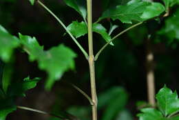 Image of Vitex quinata (Lour.) F. N. Williams