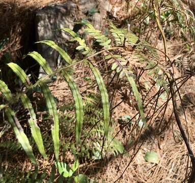 Image of tropical brackenfern