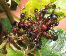 Image of Atopomyrmex mocquerysi Andre 1889