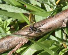 Image of Shore spider