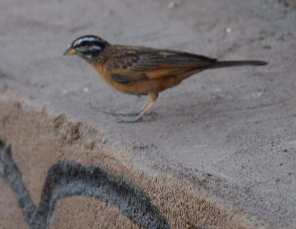 صورة Emberiza goslingi (Alexander 1906)