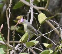 Image of Oahu Amakihi