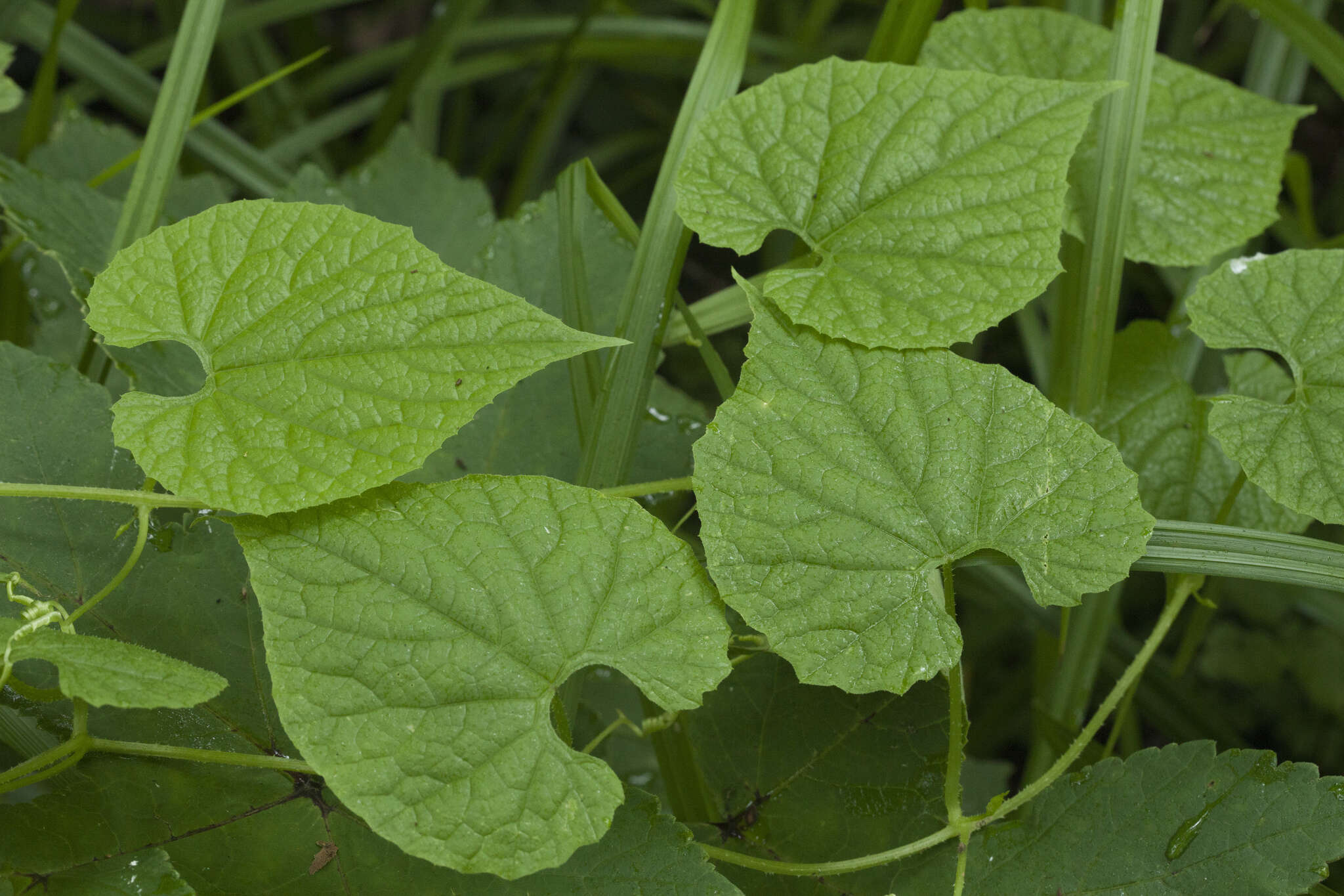 Sivun Schizopepon bryoniifolius Maxim. kuva