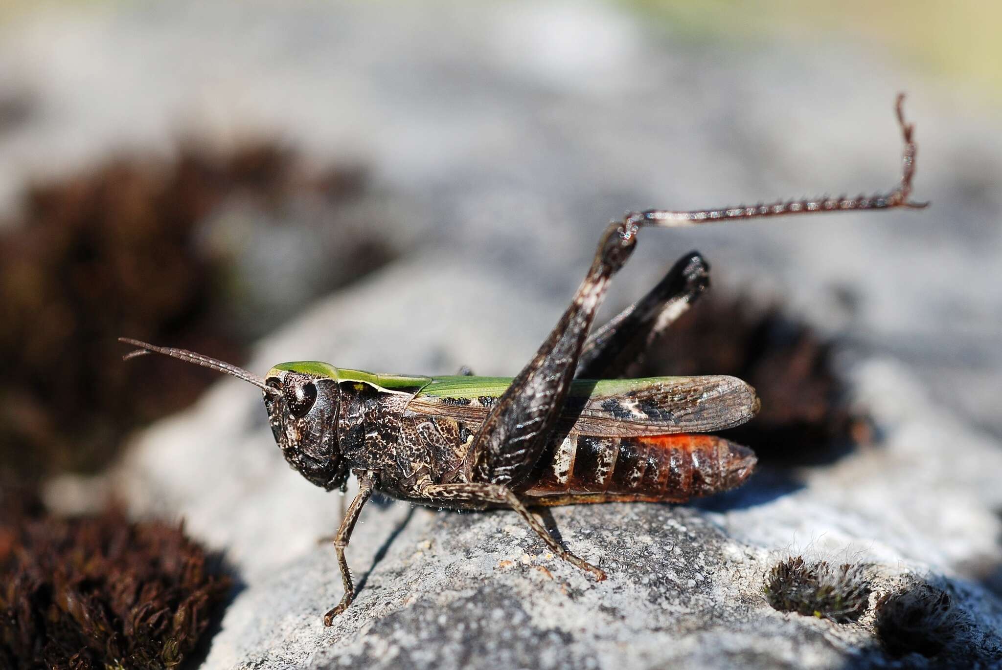 Image of woodland grasshopper