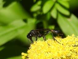 Image of Ammophila nigricans Dahlbom 1843