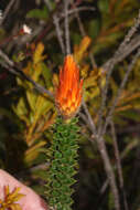 Image of flower of the Andes