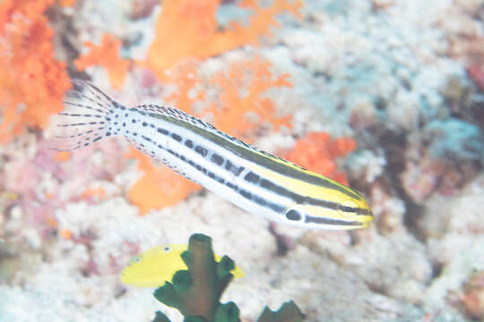 Image of Grammistes Blenny