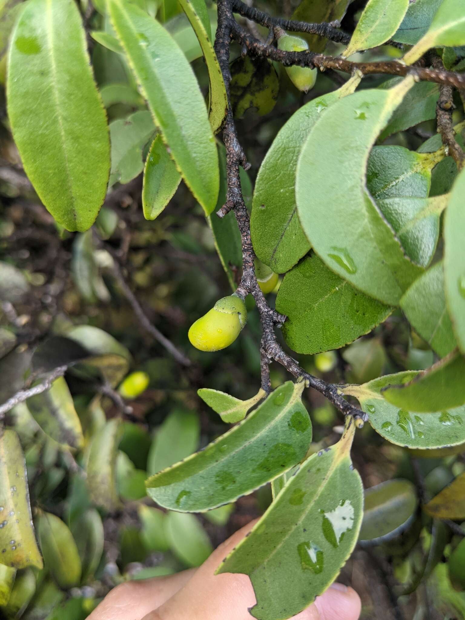 Imagem de Diospyros sandwicensis (A. DC.) Fosberg