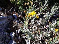 Image of Senecio carnerensis Greenm. ex Greenm.