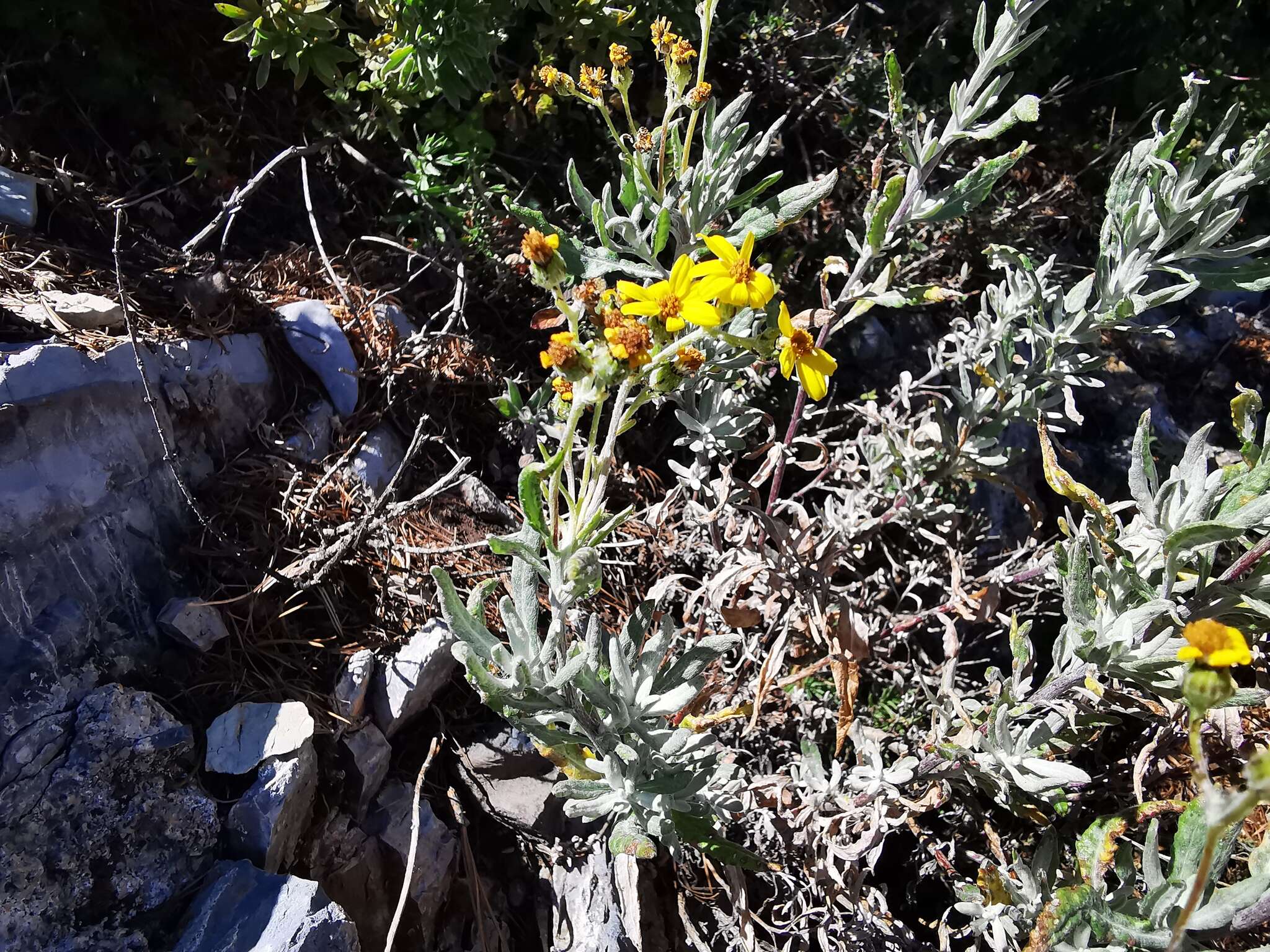 Image of Senecio carnerensis Greenm. ex Greenm.