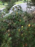 Imagem de Banksia spinulosa Sm.