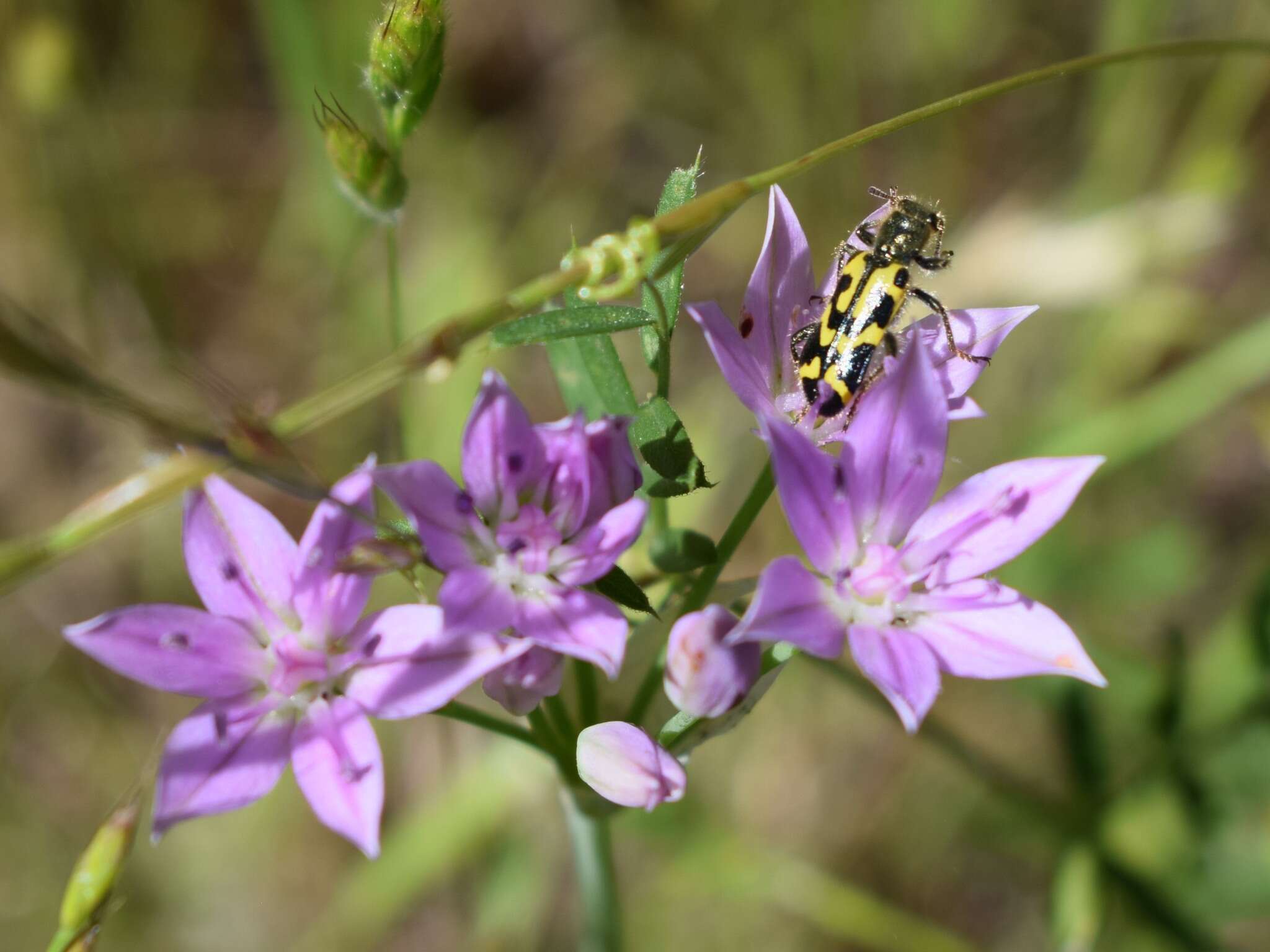 Allium unifolium Kellogg resmi