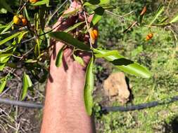 Image of Elaeodendron australe var. angustifolium Benth.