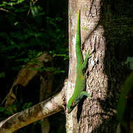 Phelsuma madagascariensis Gray 1831 resmi