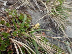 Image of Carex krascheninnikovii Kom. ex V. I. Krecz.