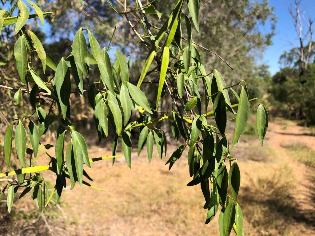 Plancia ëd Secamone elliptica R. Br.