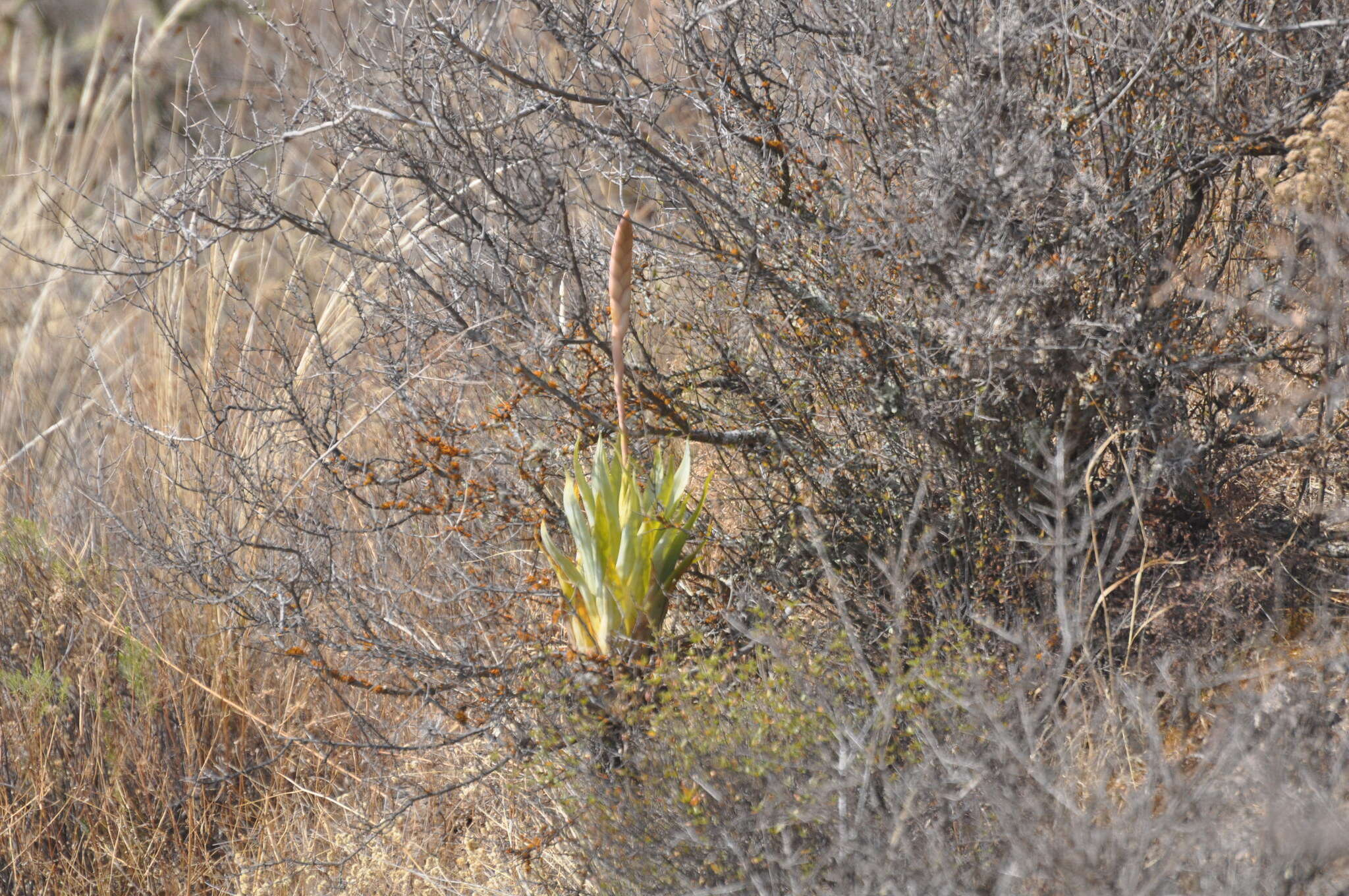 Imagem de Tillandsia walteri Mez