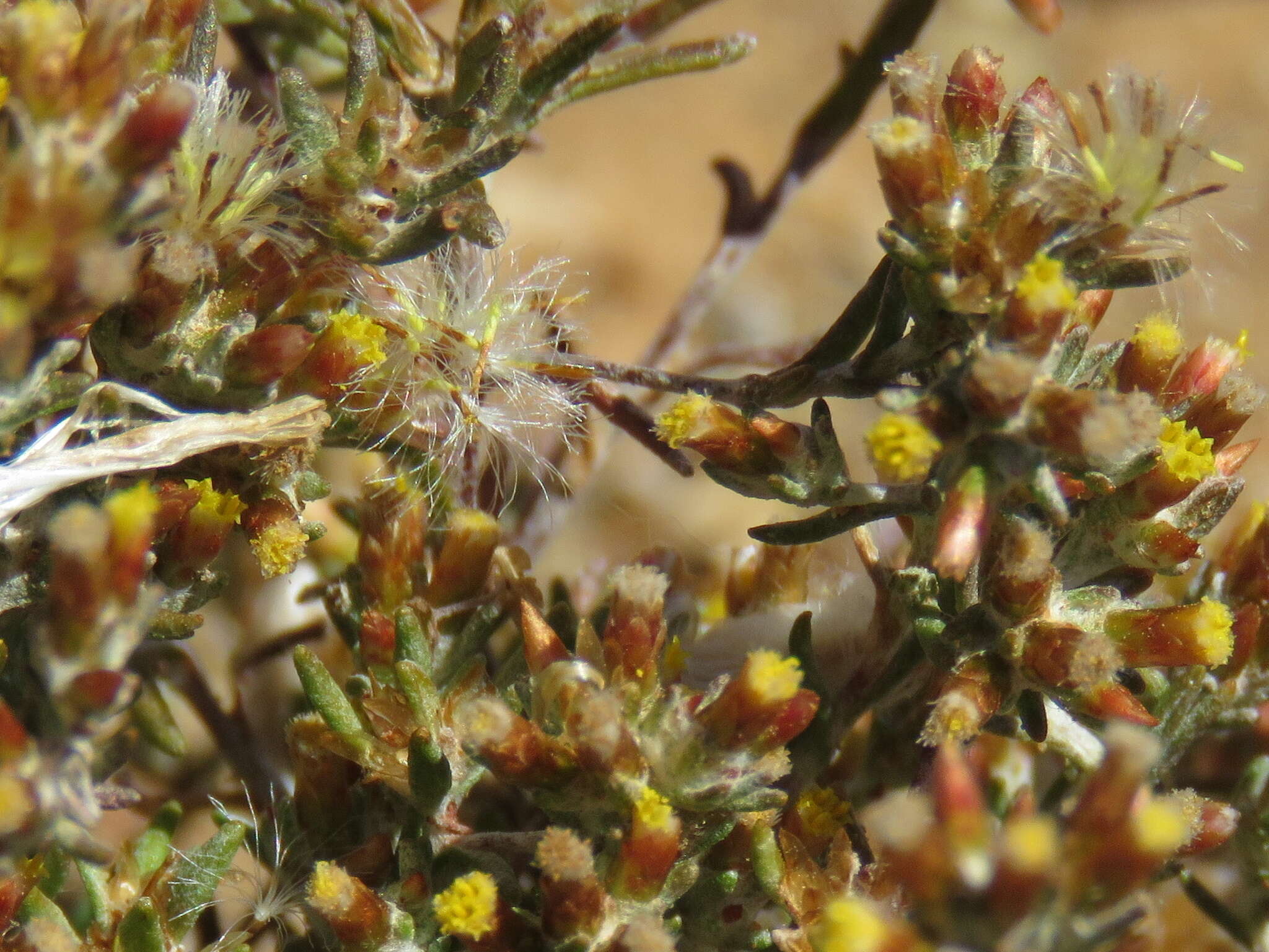 Image de Helichrysum asperum var. appressifolium (Moeser) Hilliard