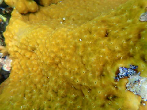 Image of chicken liver sponge