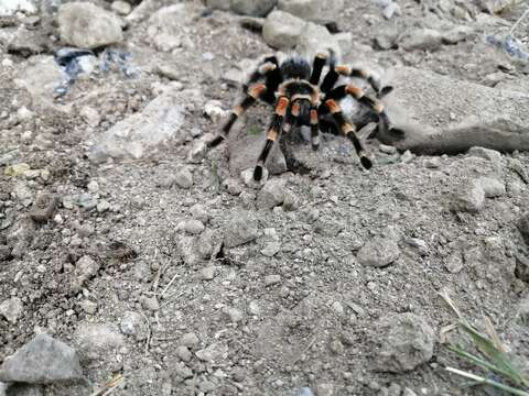 Image of Brachypelma hamorii Tesmoingt, Cleton & Verdez 1997