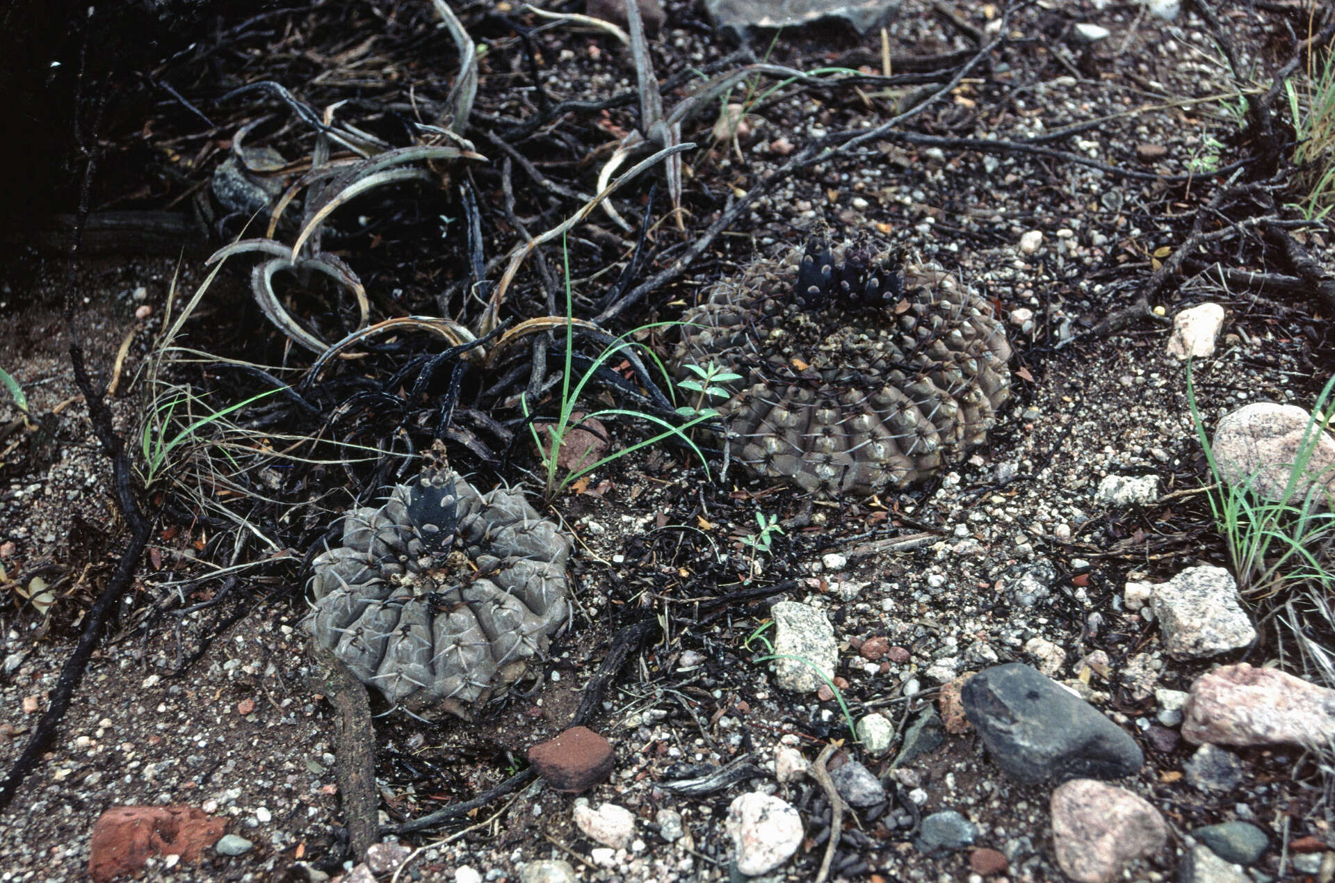 Image of Gymnocalycium bodenbenderianum A. Berger