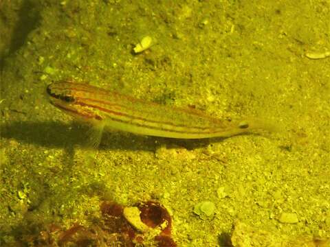 Image of Buan goby