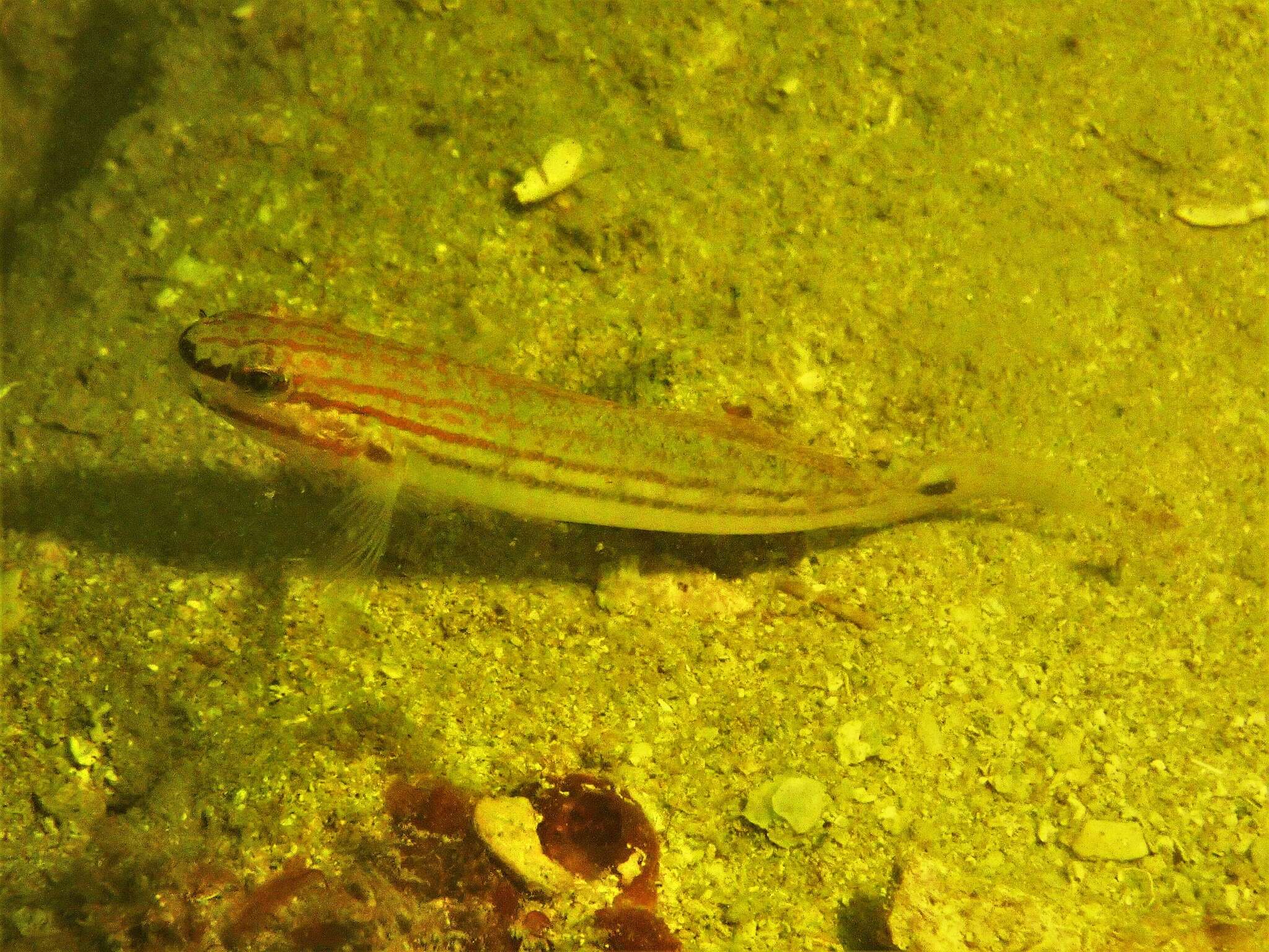 Image de Amblygobius buanensis Herre 1927