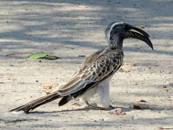 Image of Lophoceros nasutus nasutus (Linnaeus 1766)