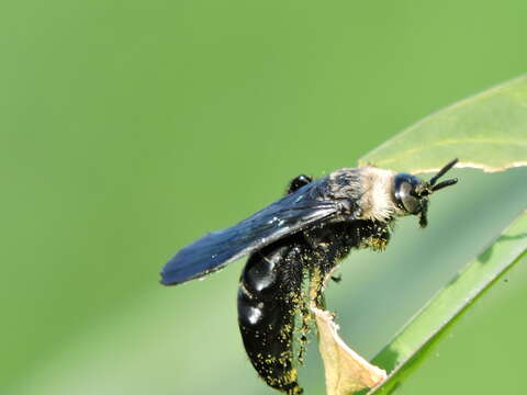 Campsomeriella collaris (Fabricius 1775) resmi