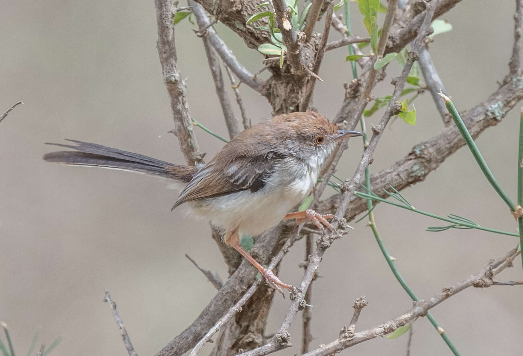 Plancia ëd Prinia rufifrons Rüppell 1840