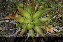 Image of yellow colicroot