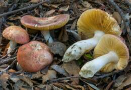 Image of Russula rubroalba (Singer) Romagn. 1967