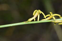 Image of Tripterococcus brunonis Endl.