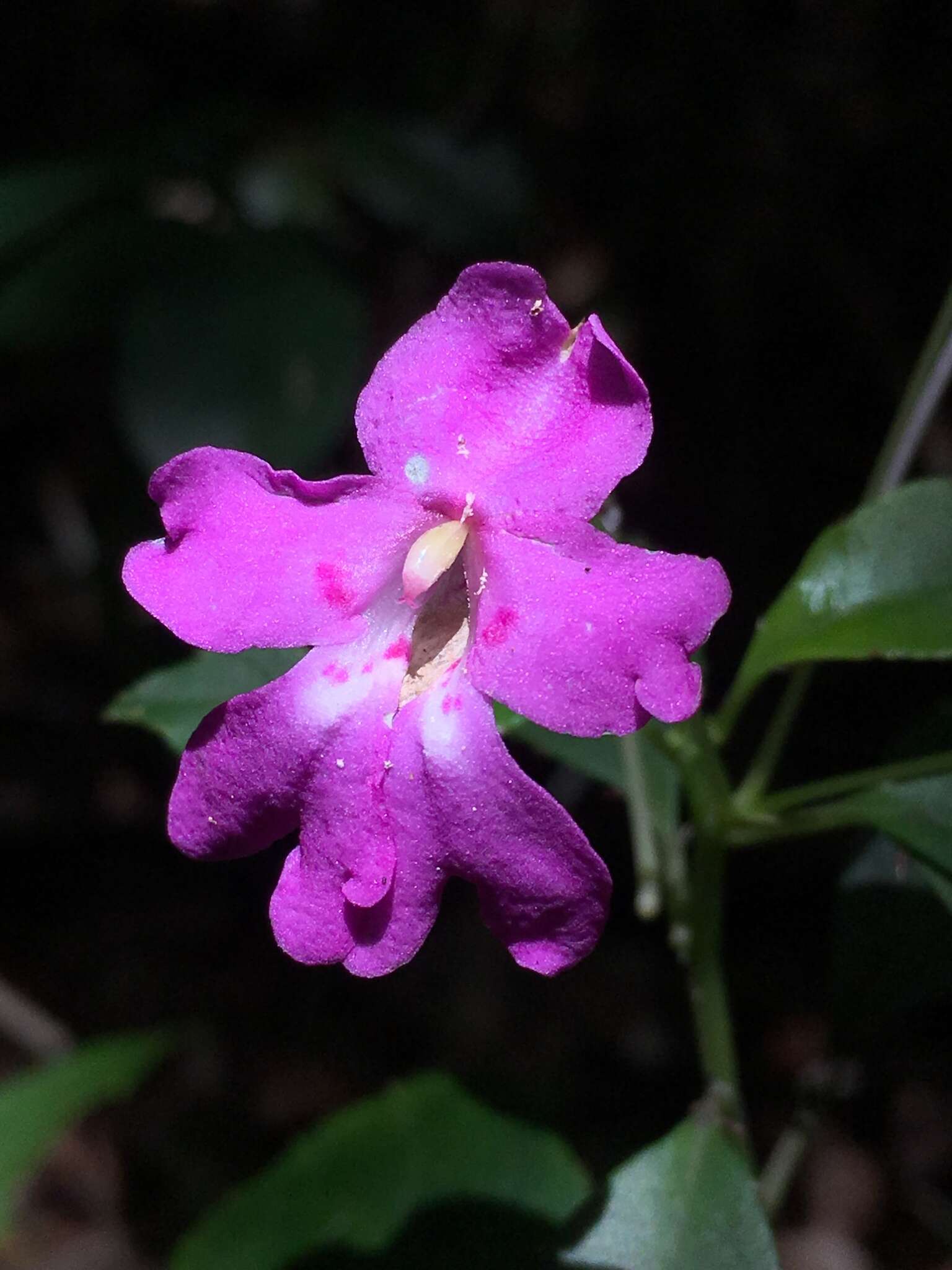 Image of Impatiens firmula Baker