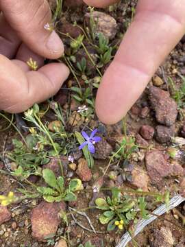 Image of Dainty blue china orchid