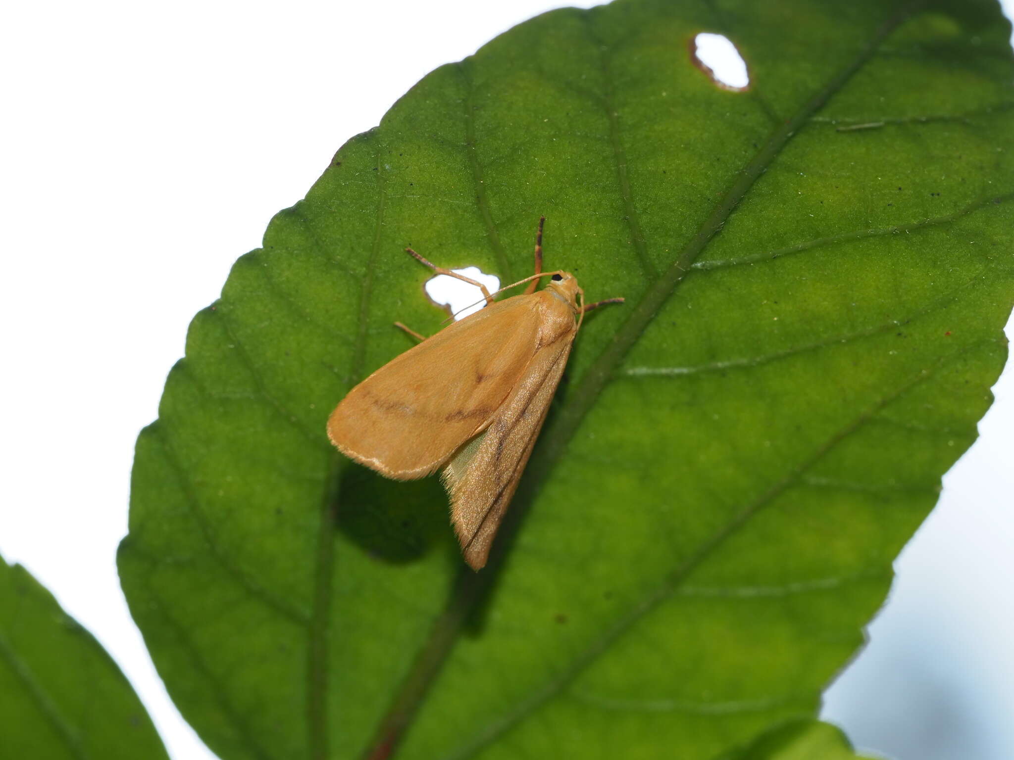 Image of Notata parva Hampson 1891