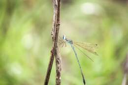 Image of Dusky Spreadwing