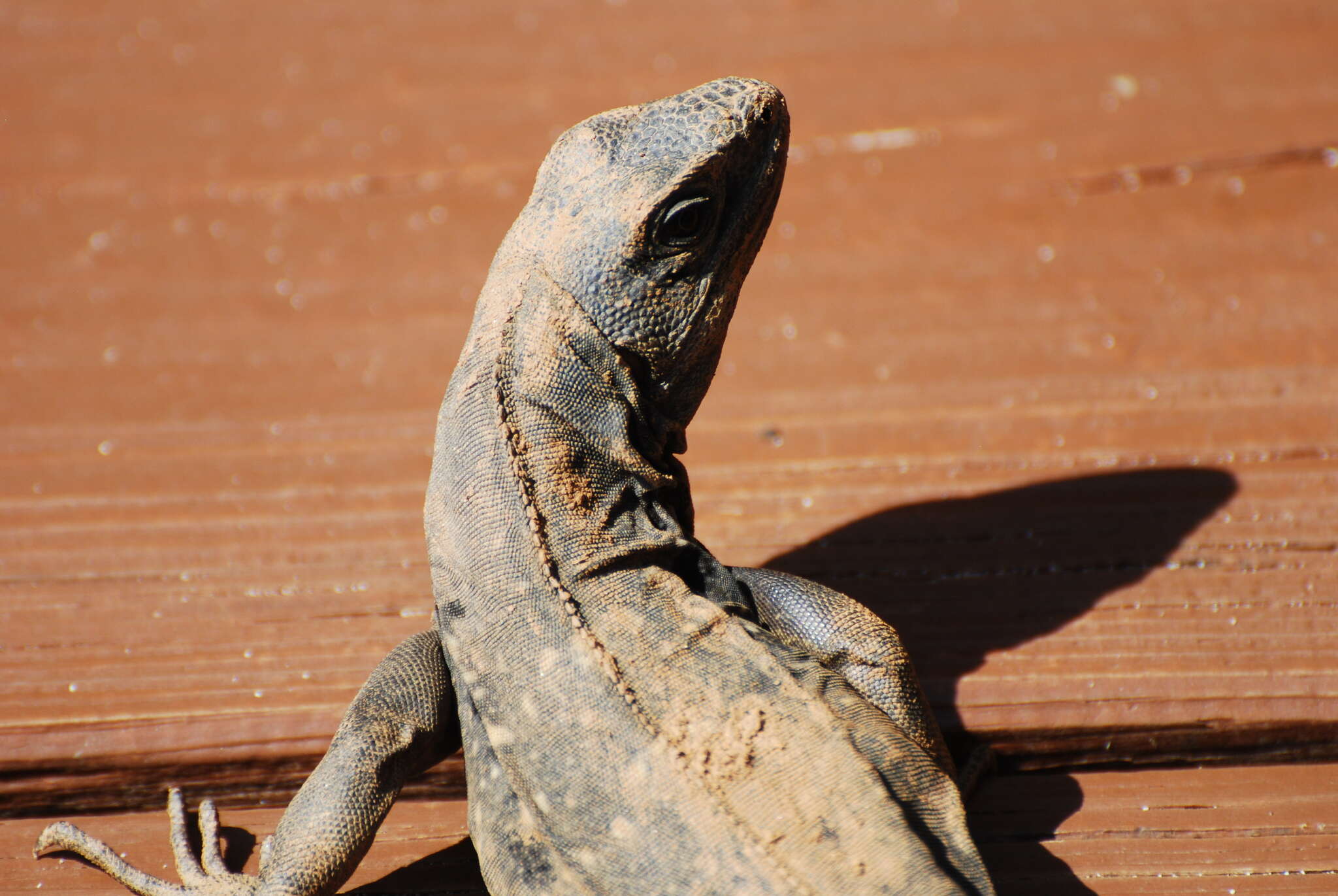 Image of De Queiroz's Spiny-tailed Iguana