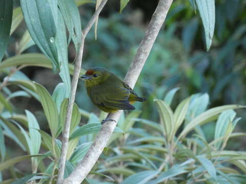 Image of Spot-crowned Euphonia